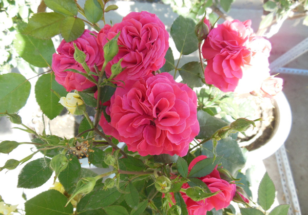 Chinese rose three